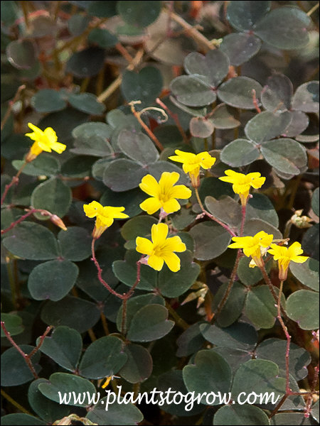 The yellow flowers "pop out" against the burgundy foliage.